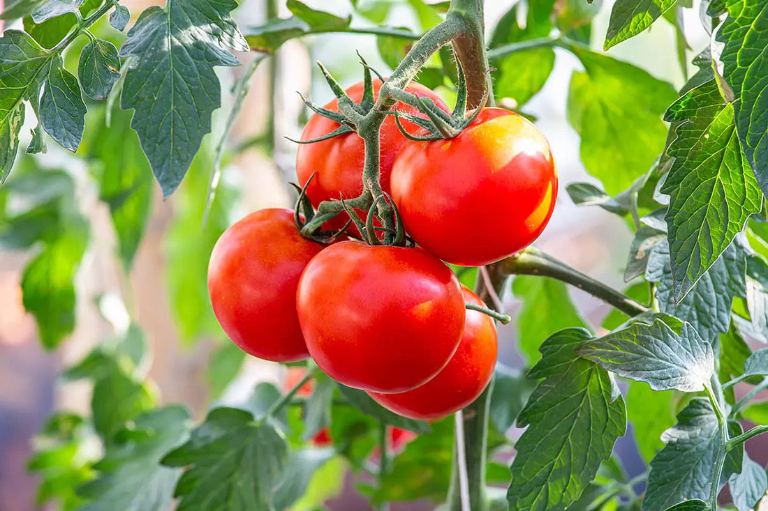 August Seasonal Eats