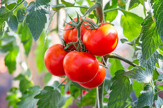 August Seasonal Eats