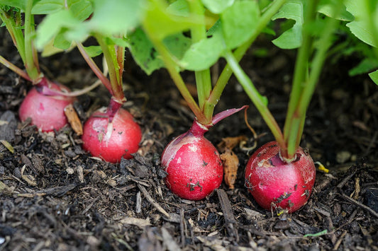 What’s sowing in September?