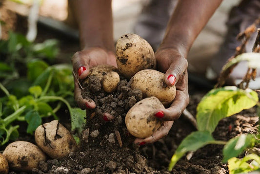What is permaculture?
