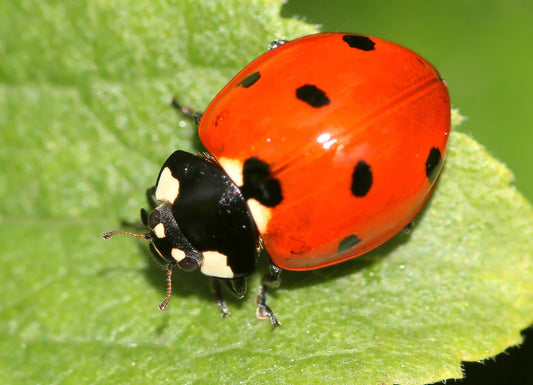 Friends of the Garden