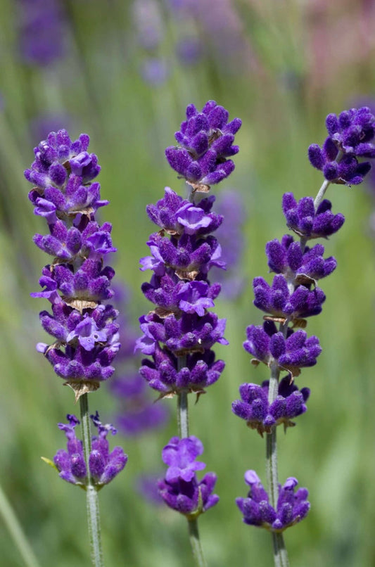 5 garden plants that you didn’t know were medicinal.