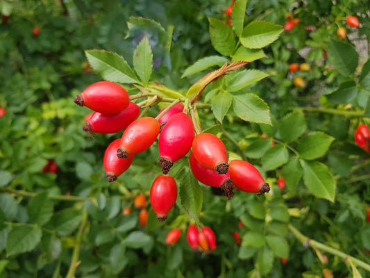 The Benefits of Rosehips
